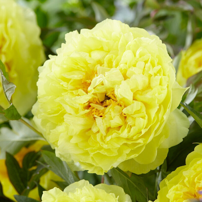 Pion-Paeonia Bartzella 1-pack